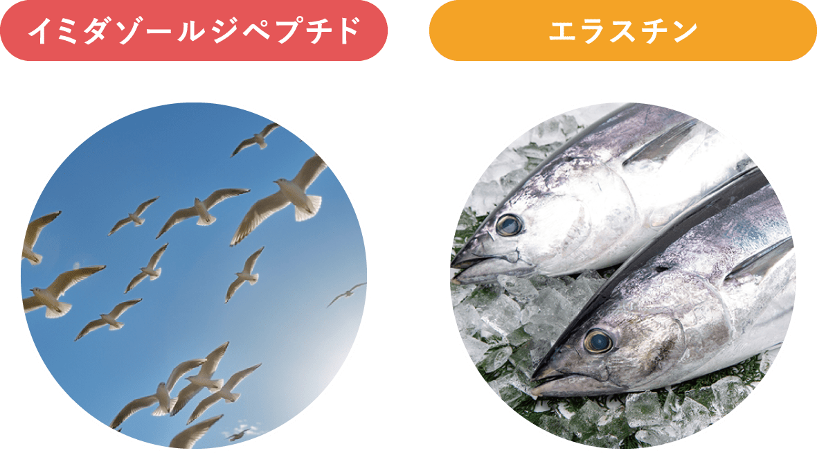 AOMORI