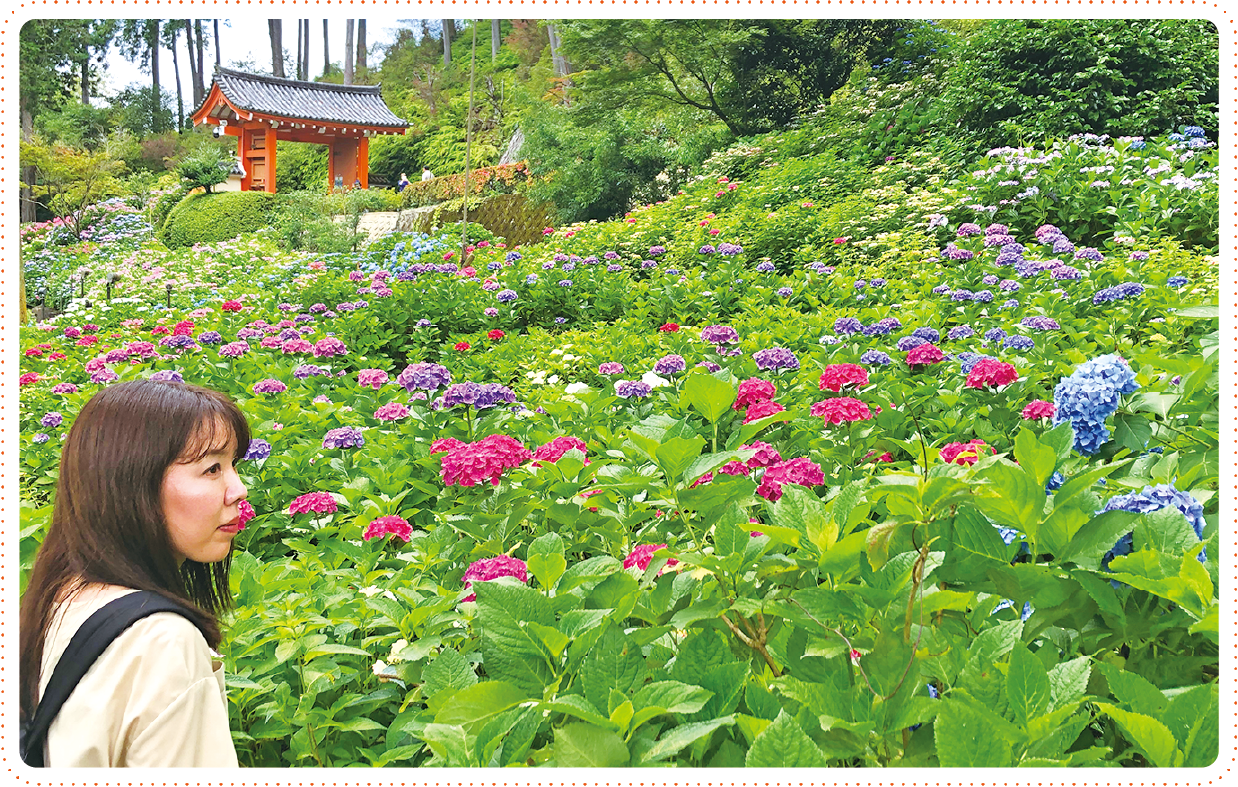 三室戸寺の紫陽花