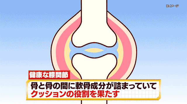 膝関節の動画
