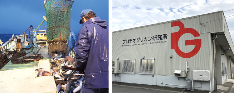 水揚げの様子とプロテオグリカン研究所