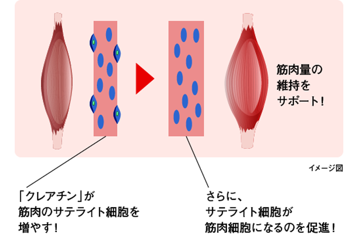 DyDo「歩く筋肉プロ」